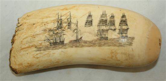 A scrimshaw whales tooth, 6.5in.